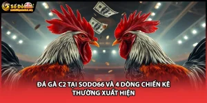 Đá Gà C2 Tại SODO66 Và 4 Dòng Chiến Kê Thường Xuất Hiện
