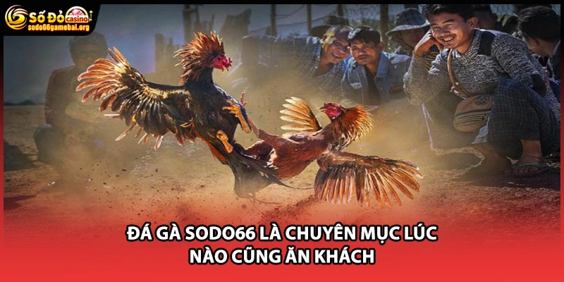 Đá gà SODO66 là chuyên mục lúc nào cũng ăn khách