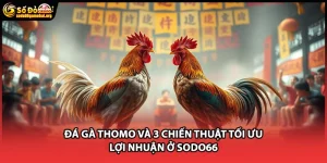 Đá Gà Thomo Và 3 Chiến Thuật Tối Ưu Lợi Nhuận Ở SODO66