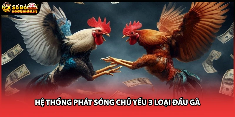 Hệ thống phát sóng chủ yếu 3 loại đấu gà