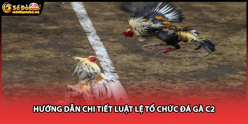 Hướng dẫn chi tiết luật lệ tổ chức đá gà C2