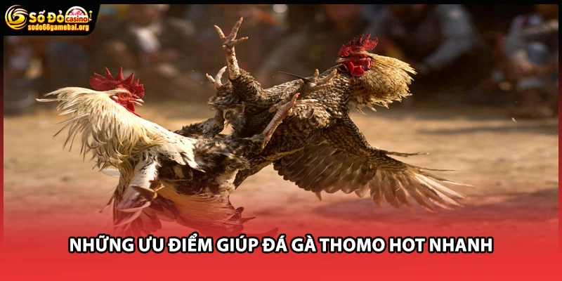 Những ưu điểm giúp đá gà Thomo hot nhanh