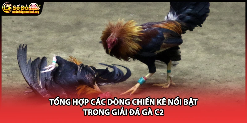 Tổng hợp các dòng chiến kê nổi bật trong giải đá gà C2
