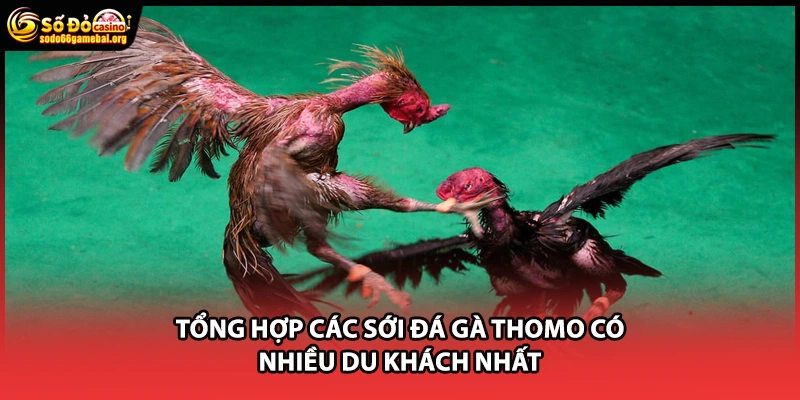 Tổng hợp các sới đá gà Thomo có nhiều du khách nhất