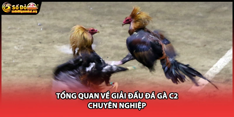 Tổng quan về giải đấu đá gà C2 chuyên nghiệp