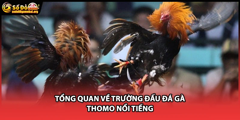 Tổng quan về trường đấu đá gà Thomo nổi tiếng